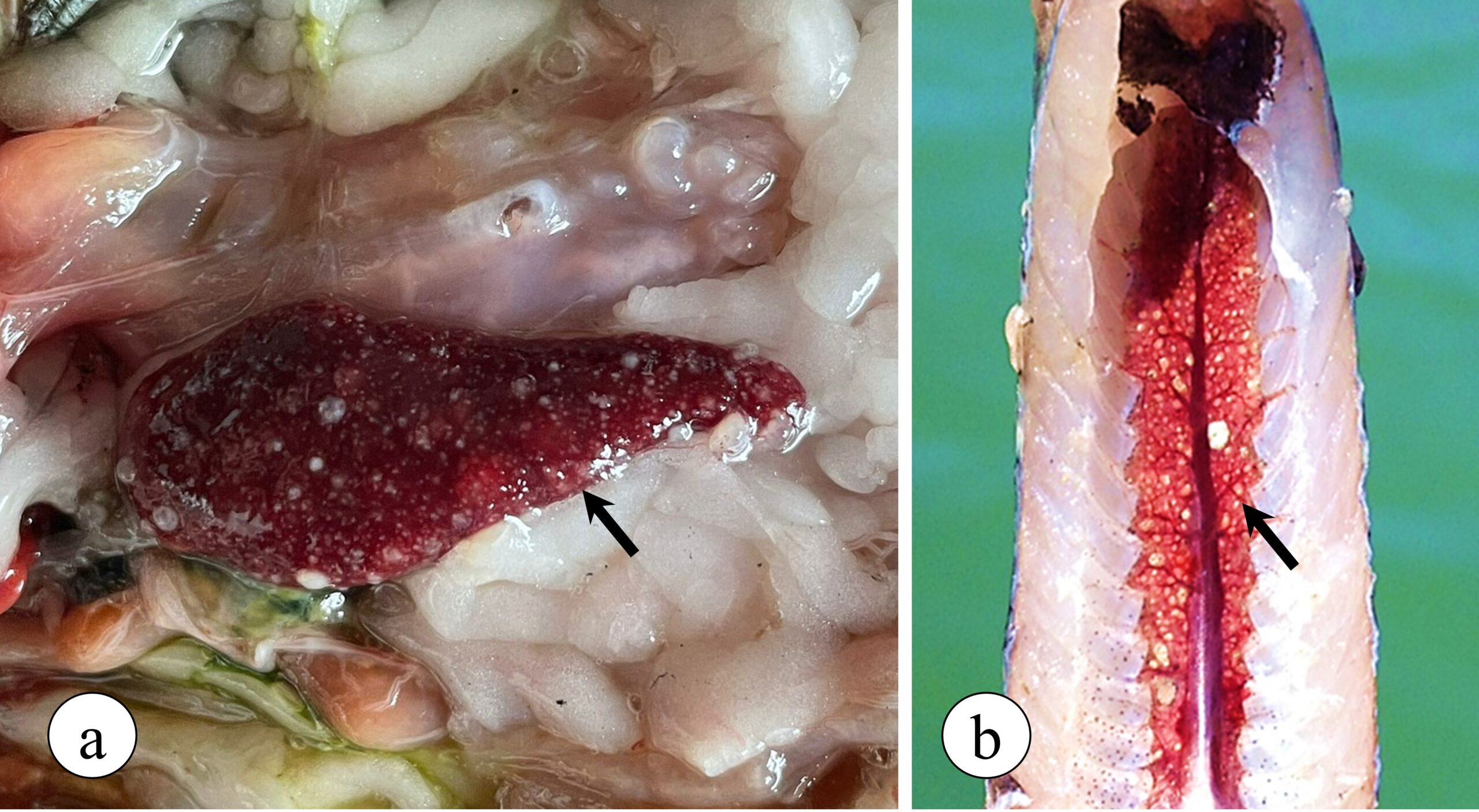 Figure 2. Granulomatous lesions observed in Nile tilapia with francisellosis. (a) Spleen exhibiting multiple granulomas (arrow) in addition to enlargement of the organ (splenomegaly). (b) Caudal kidney showing multiple granulomas.
