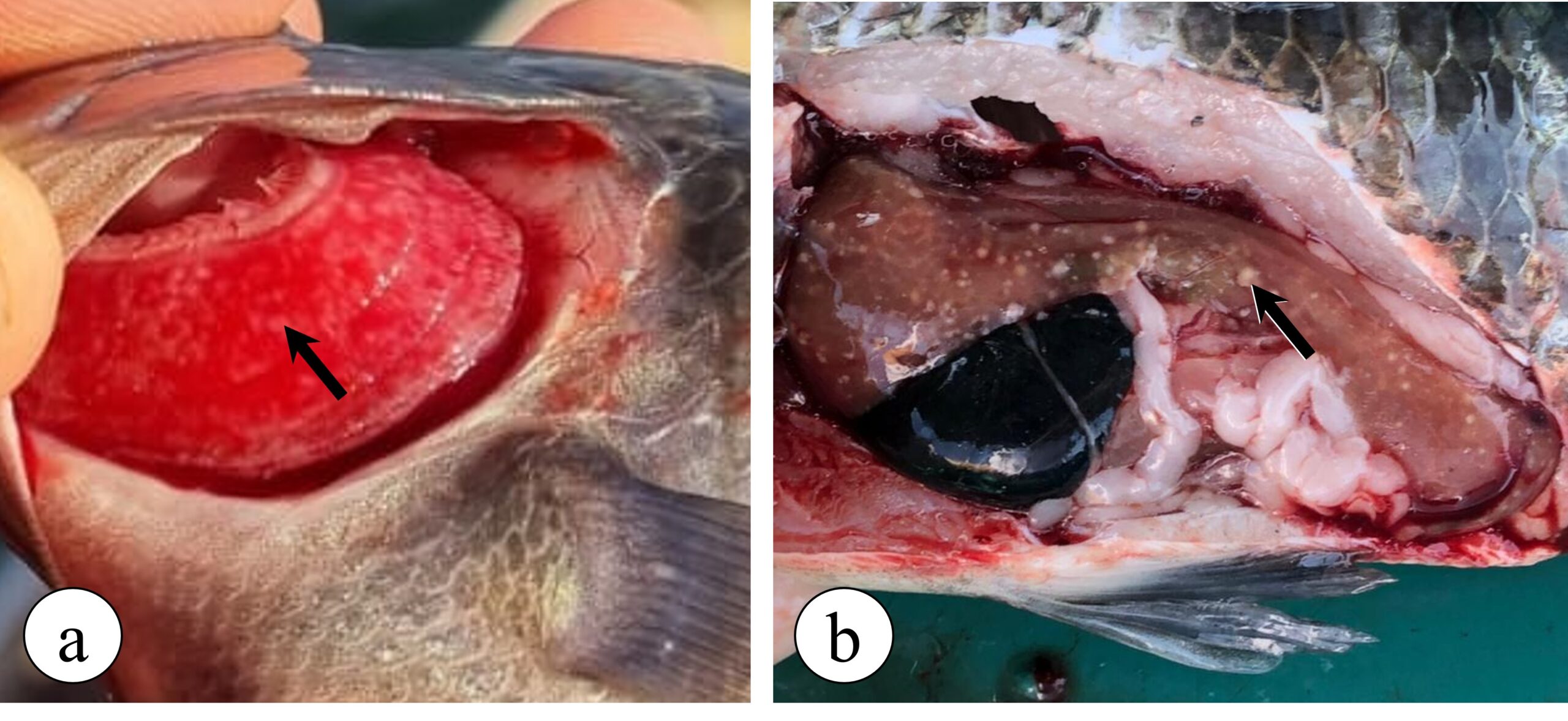 Figure 3. Granulomatous lesions observed in Nile tilapia with francisellosis. (a) Gill granulomatosis (arrow), where numerous white spots (granulomas) can be seen on the gill filaments. (b) Hepatic granulomatosis (arrow), where several white spots can be seen in the liver of a diseased tilapia fish, indicating the presence of granulomas.