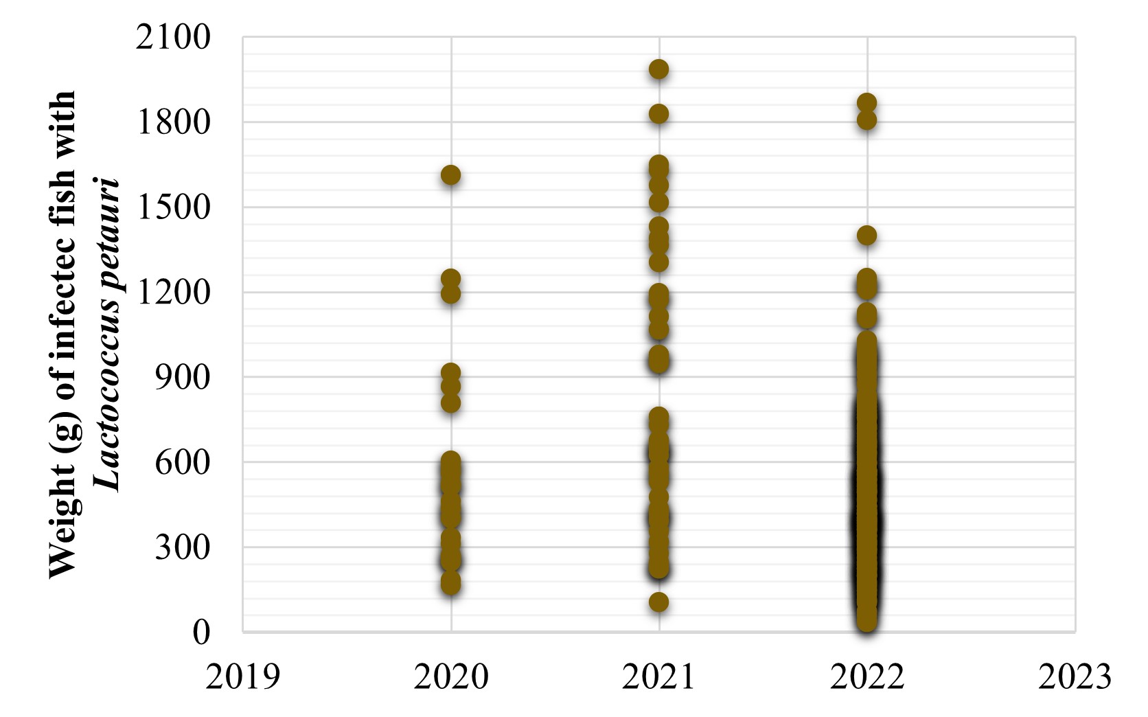 Figure 2. Distribution of weight (g) of tilapia infected with Lactococcus petauri, in farms in Brazil, between the years 2020 to 2022. Data recorded by the diagnostic history of the AQUAVET/UFMG Laboratory, under the responsibility of Prof. Henrique Figueiredo.