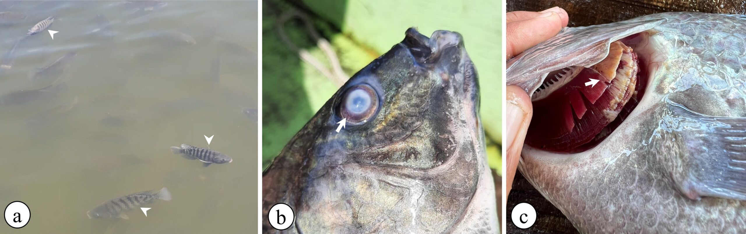 Figure 3. Clinical signs of tilapia with lactococcosis. Animals with erratic swimming can be observed on the surface of cages (a), corneal opacity (b) and extensive areas of gill necrosis (c).
