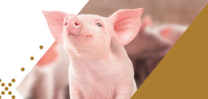 Vaxxinova’s solutions for prevention strategies in swine.